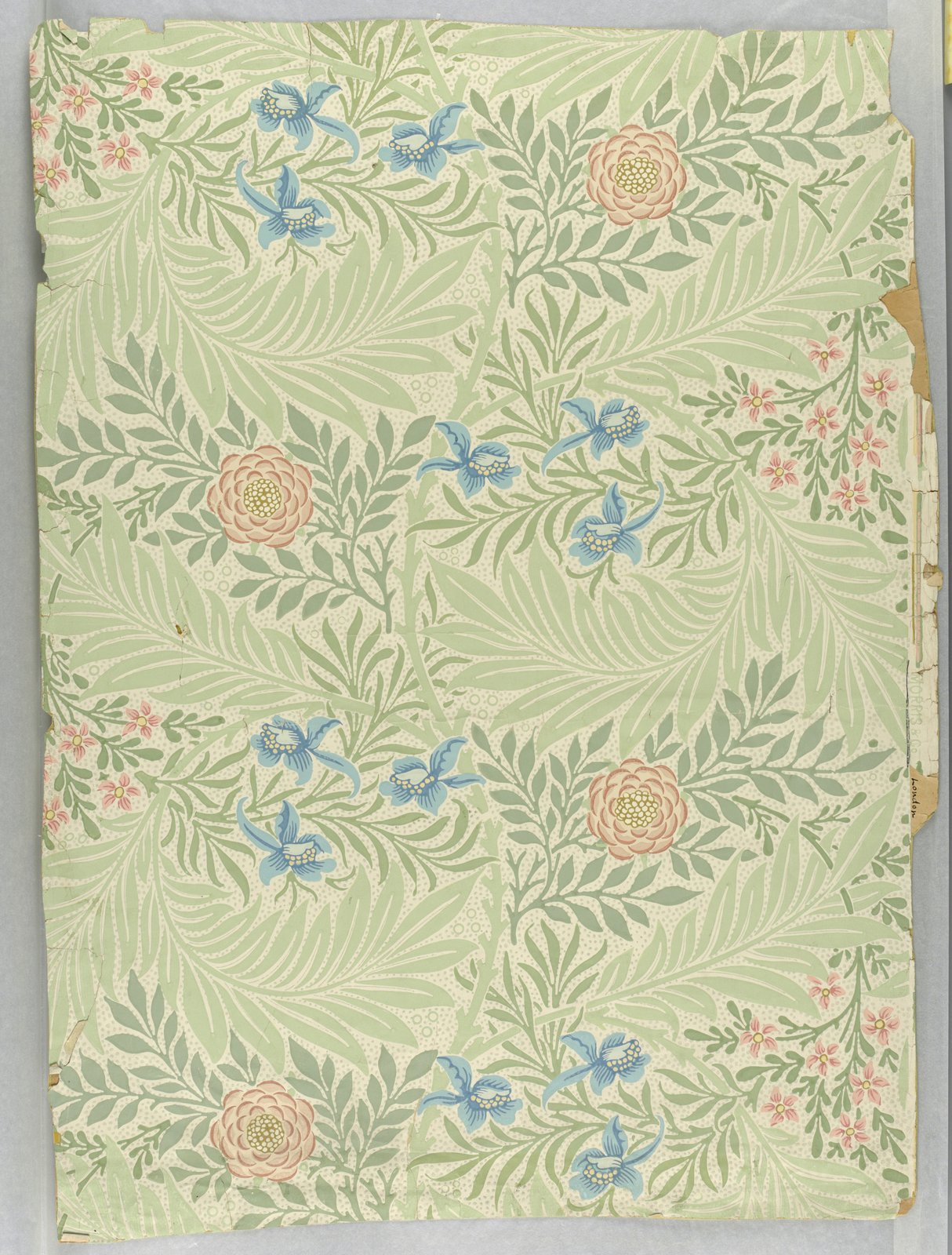 Speronella - William Morris