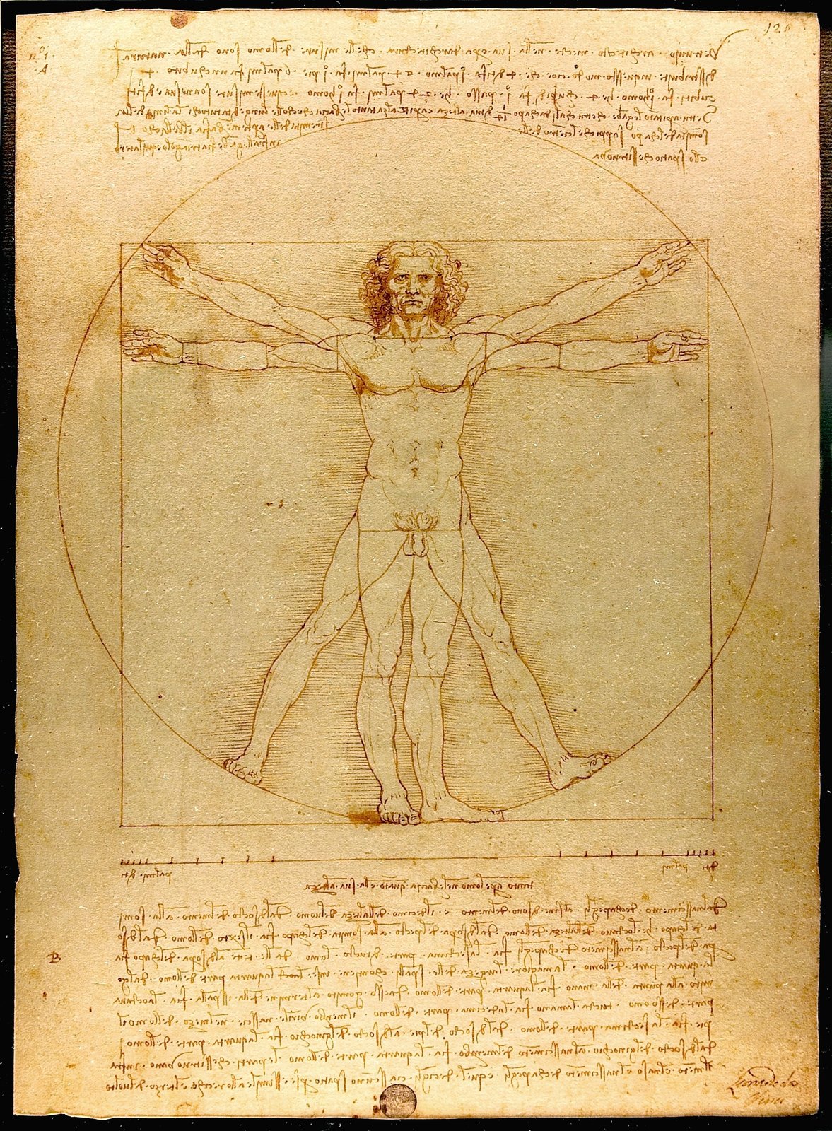 Uomo vitruviano - Leonardo da Vinci