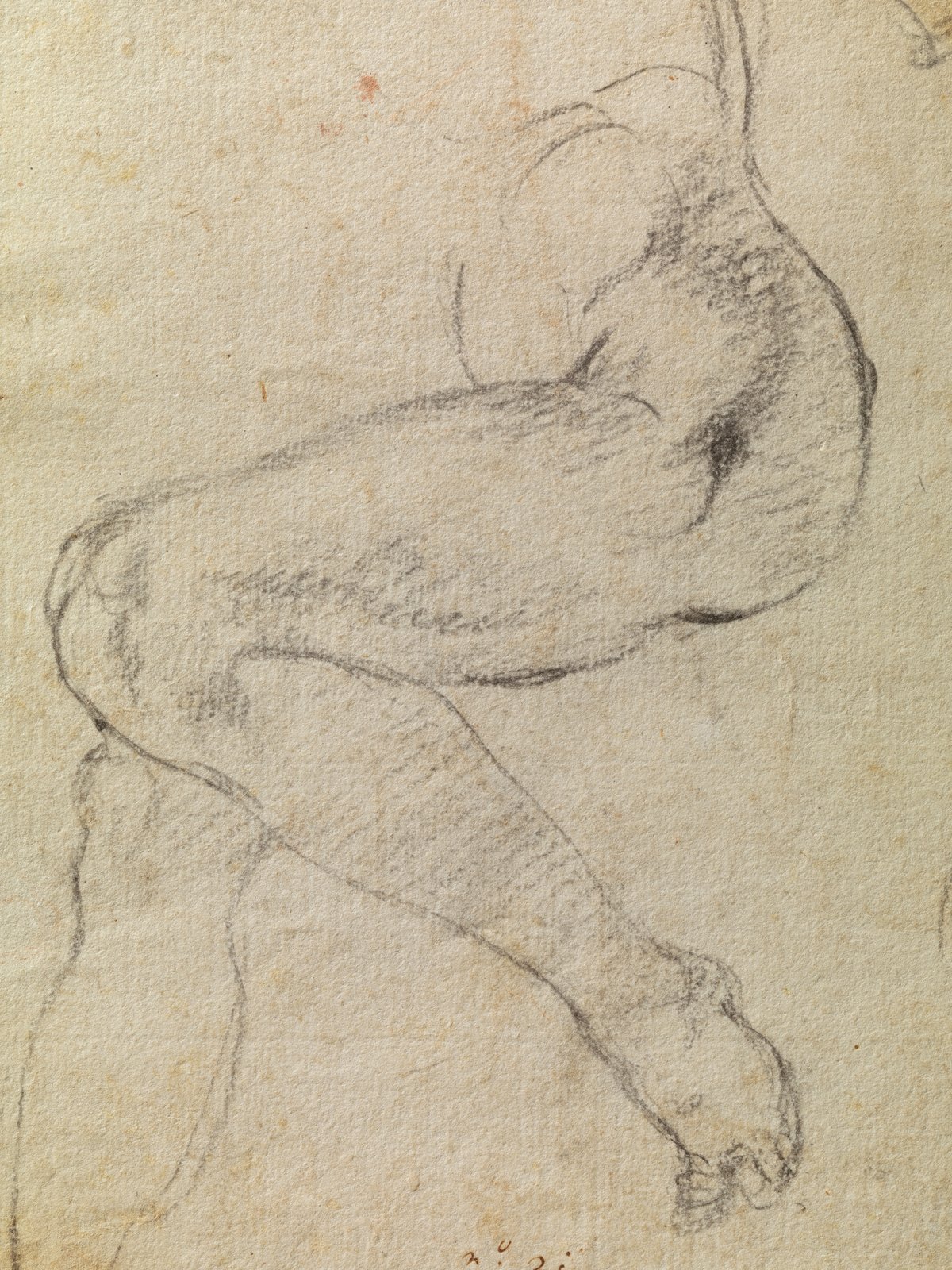 Studi per la Sibilla libica - Michelangelo